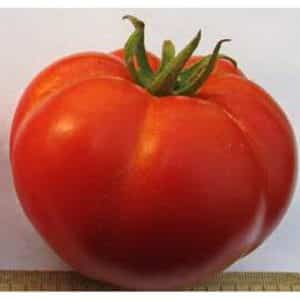 The guest of honor at your country plot is the VIP tomato and its advantages over other varieties