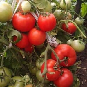 The guest of honor at your country plot is the VIP tomato and its advantages over other varieties