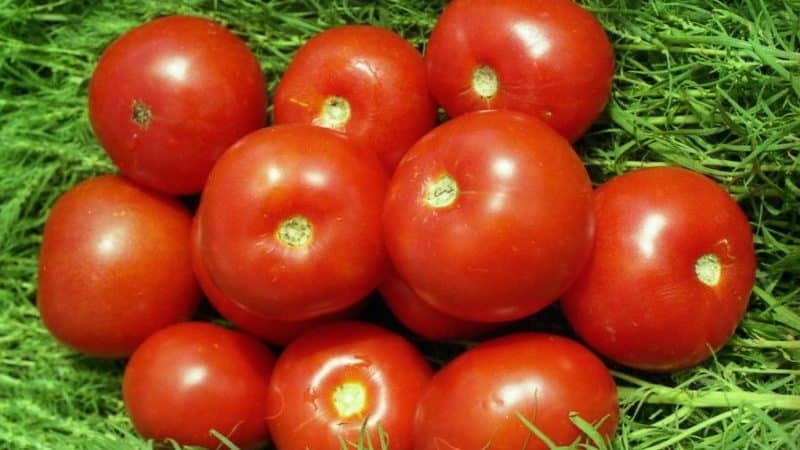 How to grow Volgograd early ripening tomato 323 and how it will please the vegetable grower