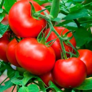 How to grow Volgograd early ripening tomato 323 and how it will please the vegetable grower