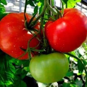How to grow Volgograd early ripening tomato 323 and how it will please the vegetable grower