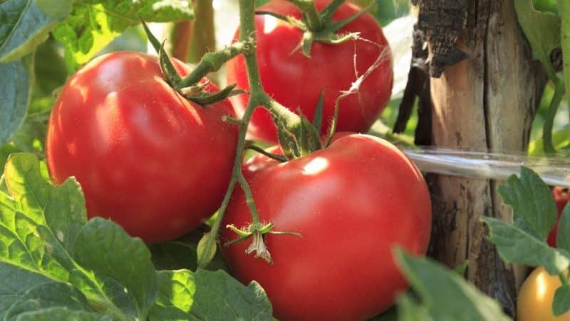 How to grow Volgograd early ripening tomato 323 and how it will please the vegetable grower
