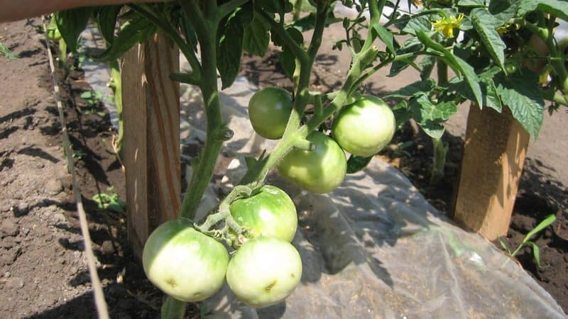 Recommendations for caring for tomato outbreak: what can affect yield