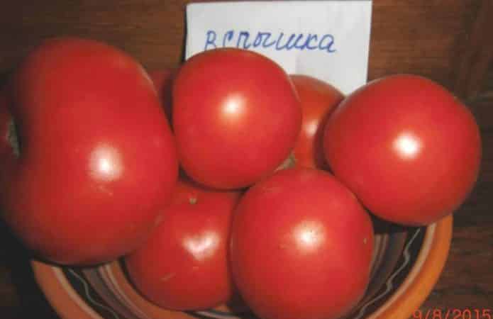 Recommendations for caring for tomato outbreak: what can affect yield