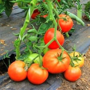 Recommendations for caring for tomato outbreak: what can affect yield