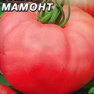 Advantages and disadvantages of the Mammoth tomato