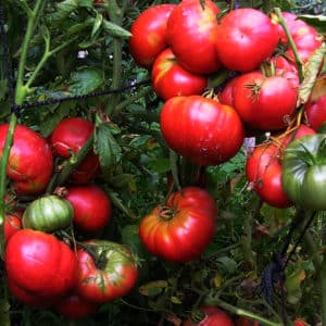 Advantages and disadvantages of the Mammoth tomato