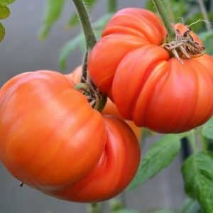 Advantages and disadvantages of the Mammoth tomato