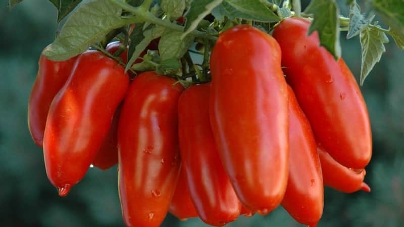 The subtleties of successfully growing amazing tomatoes of the Pepper-shaped giant variety