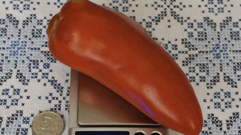 The subtleties of successfully growing amazing tomatoes of the Pepper-shaped giant variety
