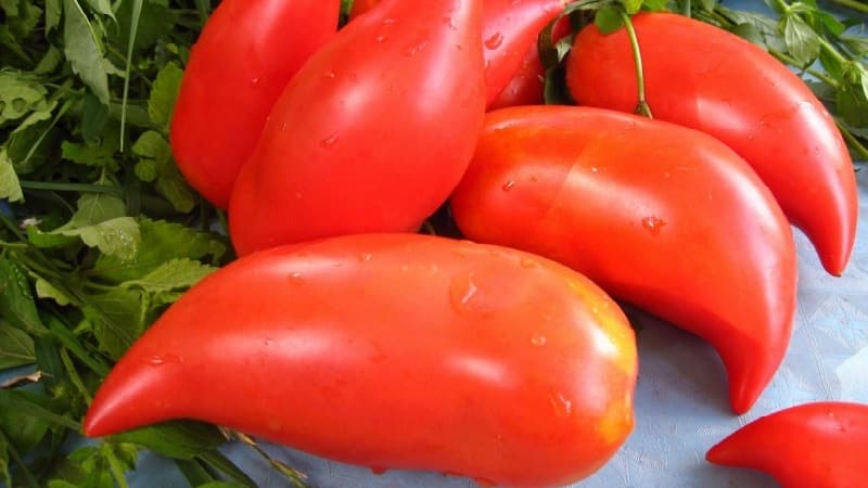 The subtleties of successfully growing amazing tomatoes of the Pepper-shaped giant variety