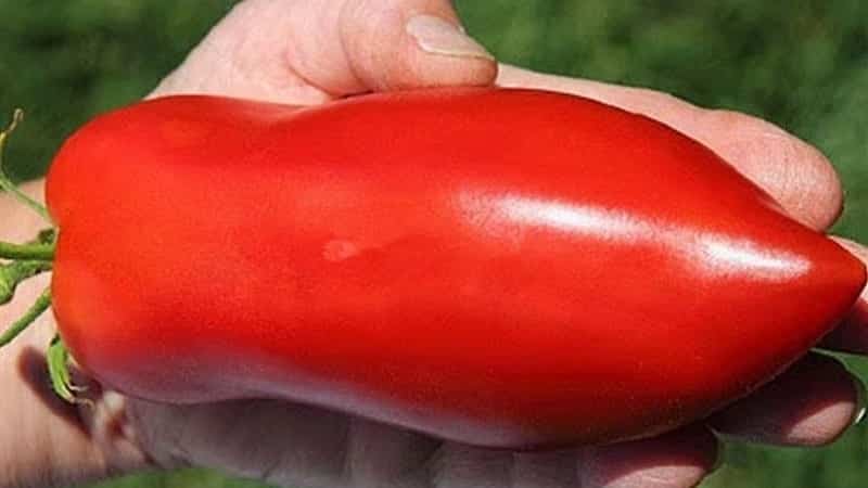 The subtleties of successfully growing amazing tomatoes of the Pepper-shaped giant variety