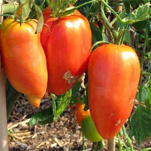 The subtleties of successfully growing amazing tomatoes of the Pepper-shaped giant variety