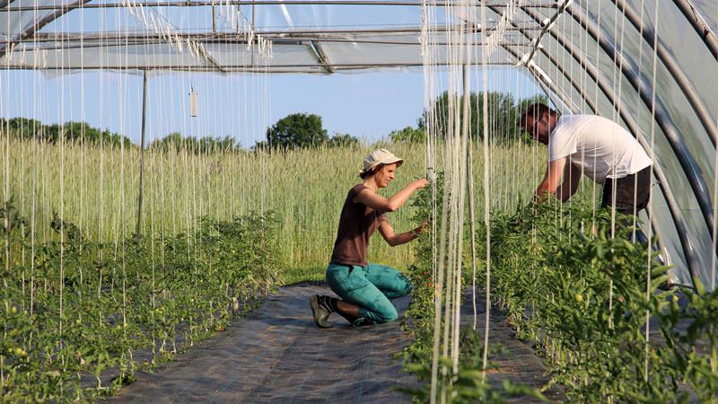 Top 6 best ways to tie tomatoes in a greenhouse: step-by-step instructions and advice from experienced gardeners