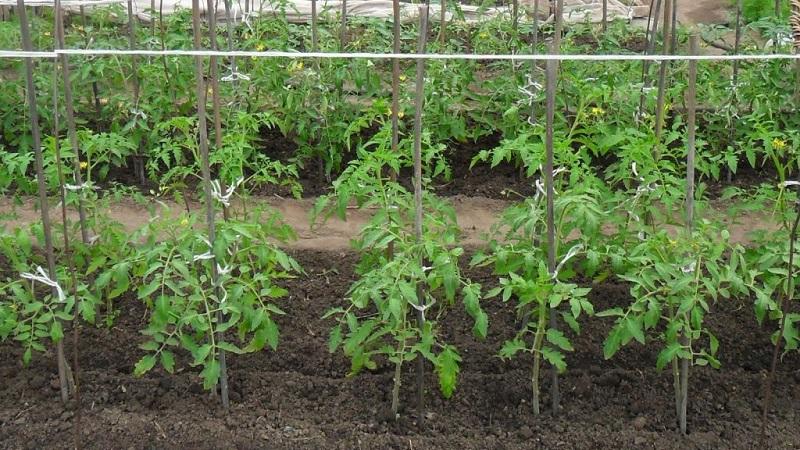 Top 6 best ways to tie tomatoes in a greenhouse: step-by-step instructions and advice from experienced gardeners