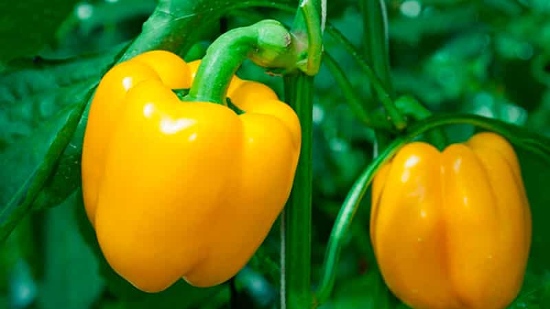 Top best early varieties of sweet peppers for open ground and greenhouses