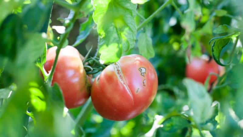 Why tomatoes crack when ripening in a greenhouse: we identify the cause and effectively fight it
