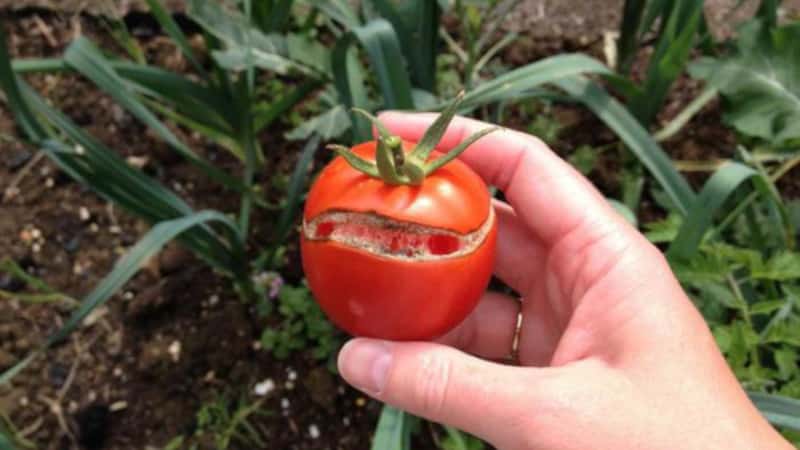 Why tomatoes crack when ripening in a greenhouse: we identify the cause and effectively fight it
