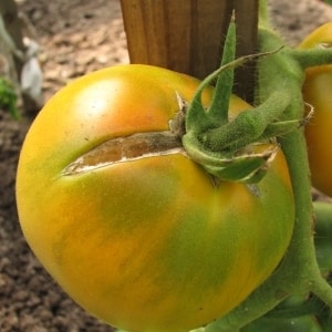 Why tomatoes crack when ripening in a greenhouse: we identify the cause and effectively fight it