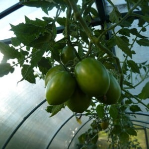 Why tomatoes crack when ripening in a greenhouse: we identify the cause and effectively fight it