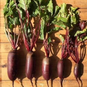 Beloved by farmers for its ease of care and taste, the Cylinder beet variety