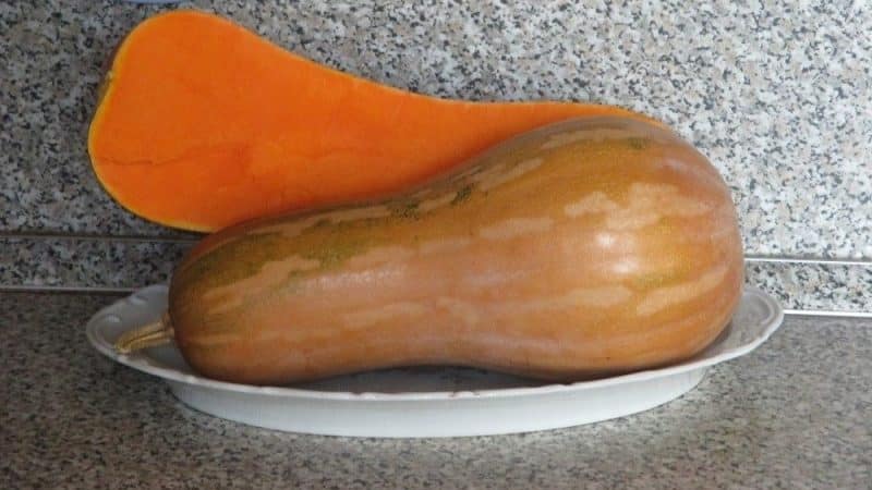 We grow mid-season Guitar pumpkin with large fruits for long-term storage on our plot