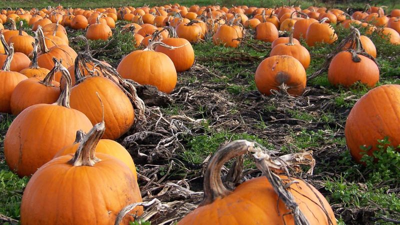 Why does a pumpkin rot in the garden, what to do about this problem and how to prevent its occurrence