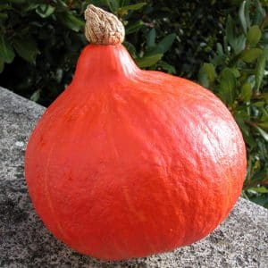 Tasty and bright Kapitoshka pumpkin: getting to know the variety and reviews from gardeners about its cultivation