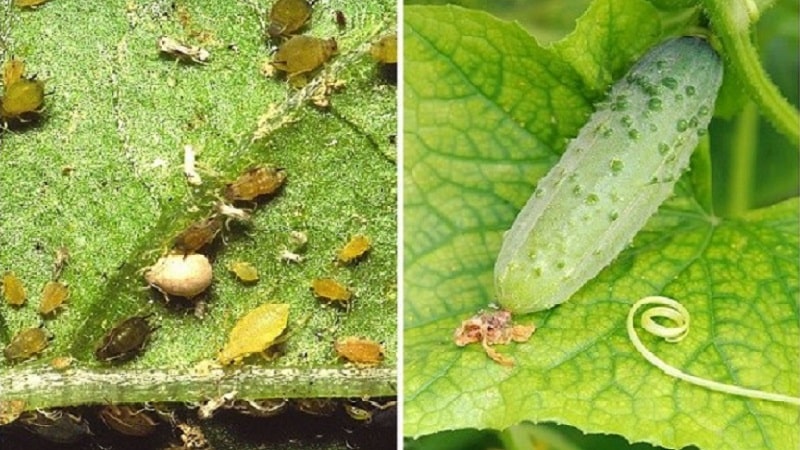 Vinegar is the best folk remedy for fighting aphids on cucumbers