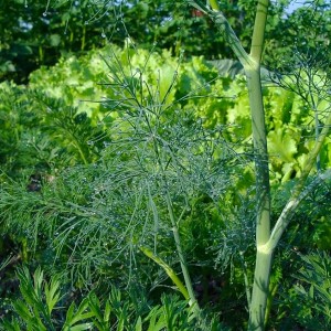 Important steps for obtaining a good harvest of Alligator dill: from seed preparation to disease prevention