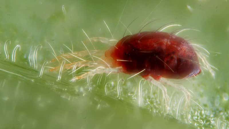 We save the tomato harvest on our own - tomato pests in the greenhouse and methods of dealing with them