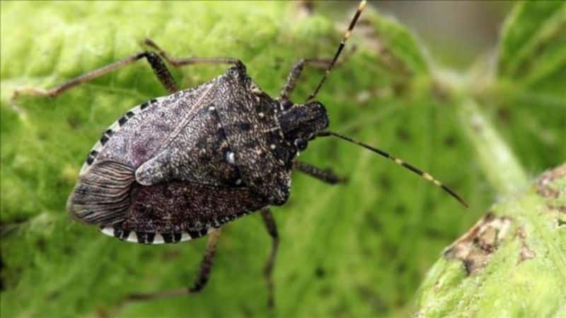 We save the tomato harvest on our own - tomato pests in the greenhouse and methods of dealing with them