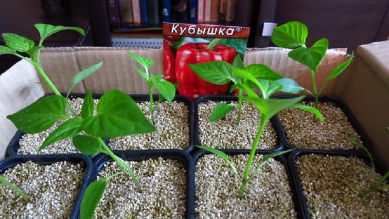 We grow on the site one of the most popular types of sweet pepper - Kubyshka