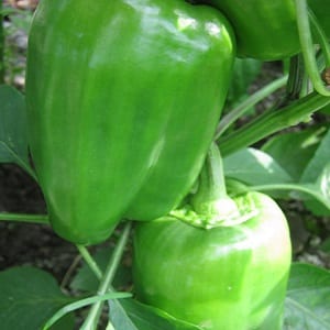 We grow on the site one of the most popular types of sweet pepper - Kubyshka
