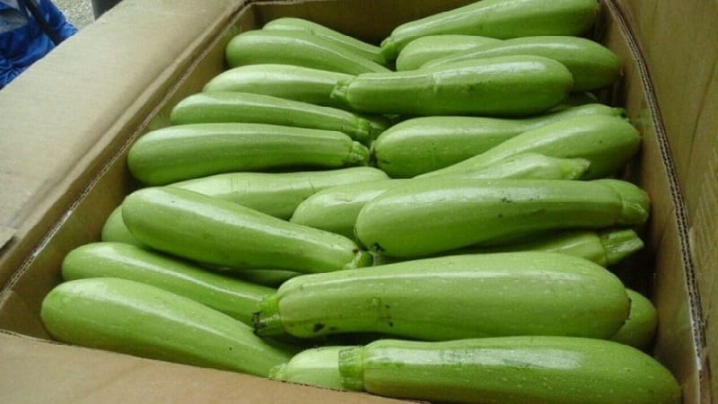 We grow disease-resistant Aral zucchini correctly and break yield records