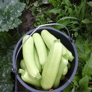 We grow disease-resistant Aral zucchini correctly and break yield records