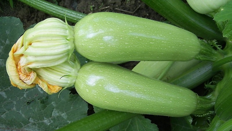We grow disease-resistant Aral zucchini correctly and break yield records