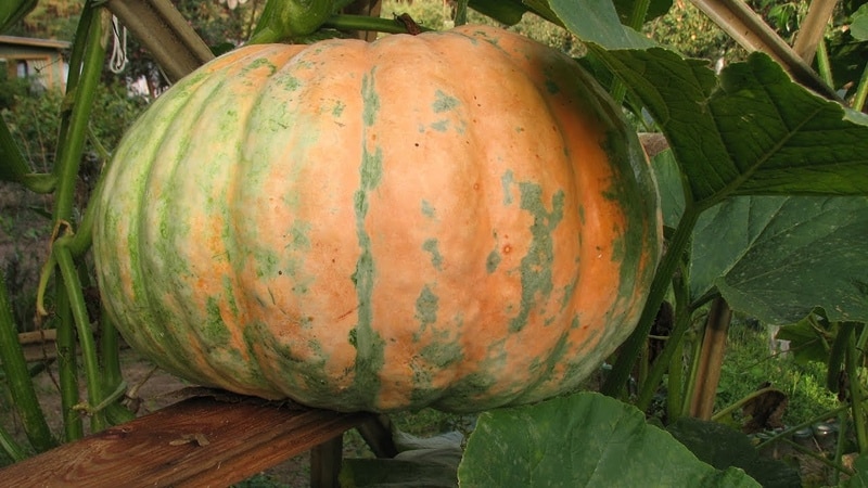 Growing pumpkin in Siberia in open ground and caring for it in stages