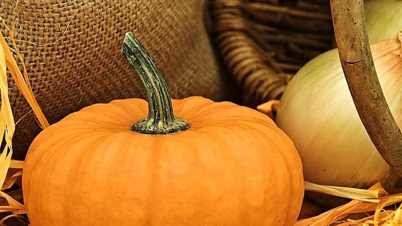 Growing pumpkin in Siberia in open ground and caring for it in stages