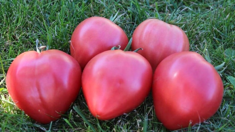 High yield and large fruits with a delicate taste: Eagle Heart tomato - how to grow it yourself without hassle