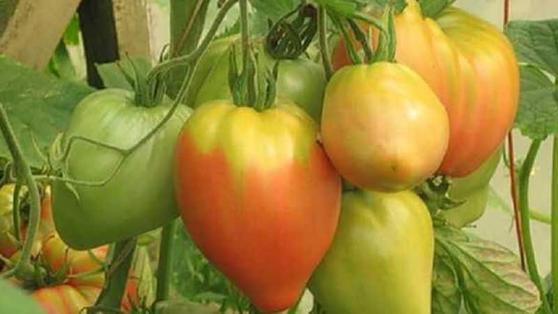 High yield and large fruits with a delicate taste: Eagle Heart tomato - how to grow it yourself without hassle