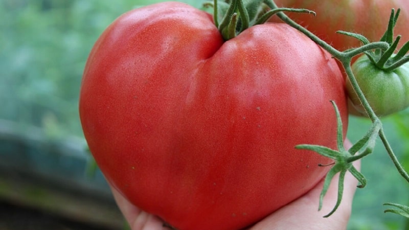High yield and large fruits with a delicate taste: Eagle Heart tomato - how to grow it yourself without hassle
