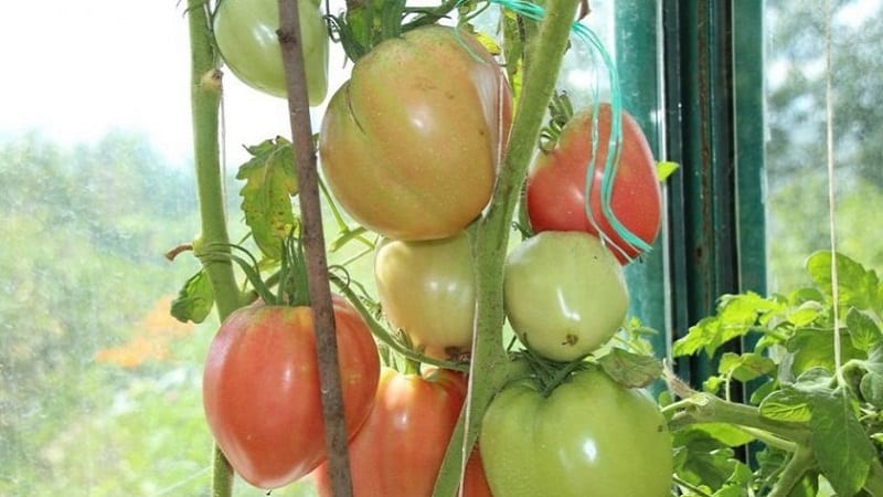 High yield and large fruits with a delicate taste: Eagle Heart tomato - how to grow it yourself without hassle
