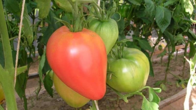 High yield and large fruits with a delicate taste: Eagle Heart tomato - how to grow it yourself without hassle