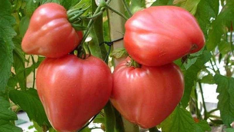 High yield and large fruits with a delicate taste: Eagle Heart tomato - how to grow it yourself without hassle