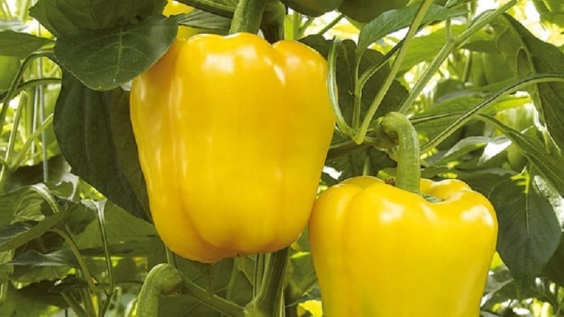 Bright and tasty sweet pepper Golden miracle: rules of care for a rich harvest