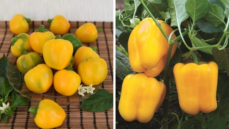 Bright and tasty sweet pepper Golden miracle: rules of care for a rich harvest