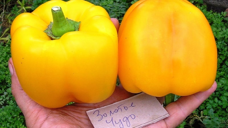 Bright and tasty sweet pepper Golden miracle: rules of care for a rich harvest