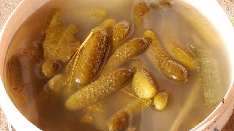 How to cold pickle cucumbers in a bucket for the winter: the best recipes from experienced housewives