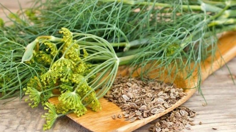 Medicinal properties of dill seeds: folk recipes and contraindications